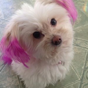 Meet your Posher, Susan